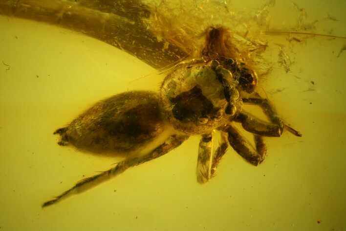 Detailed Fossil Spider (Araneae) in Baltic Amber #173631